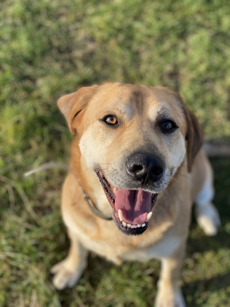 Lemon - prawie labrador do adopcji