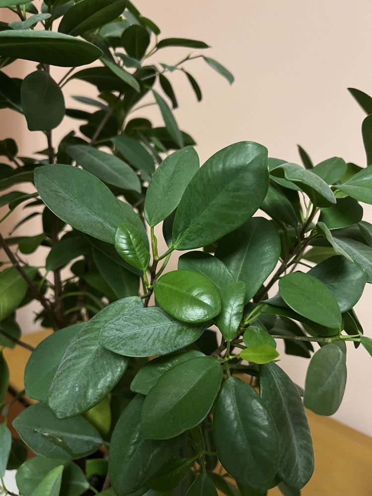 Фікус мокламе
