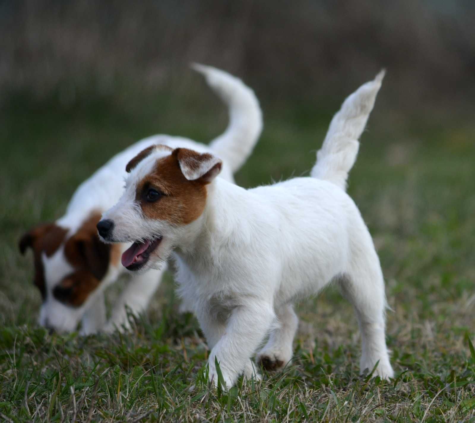 Jack Russell Terrier śliczna suczka Tami z rodowodem ZKwP FCI