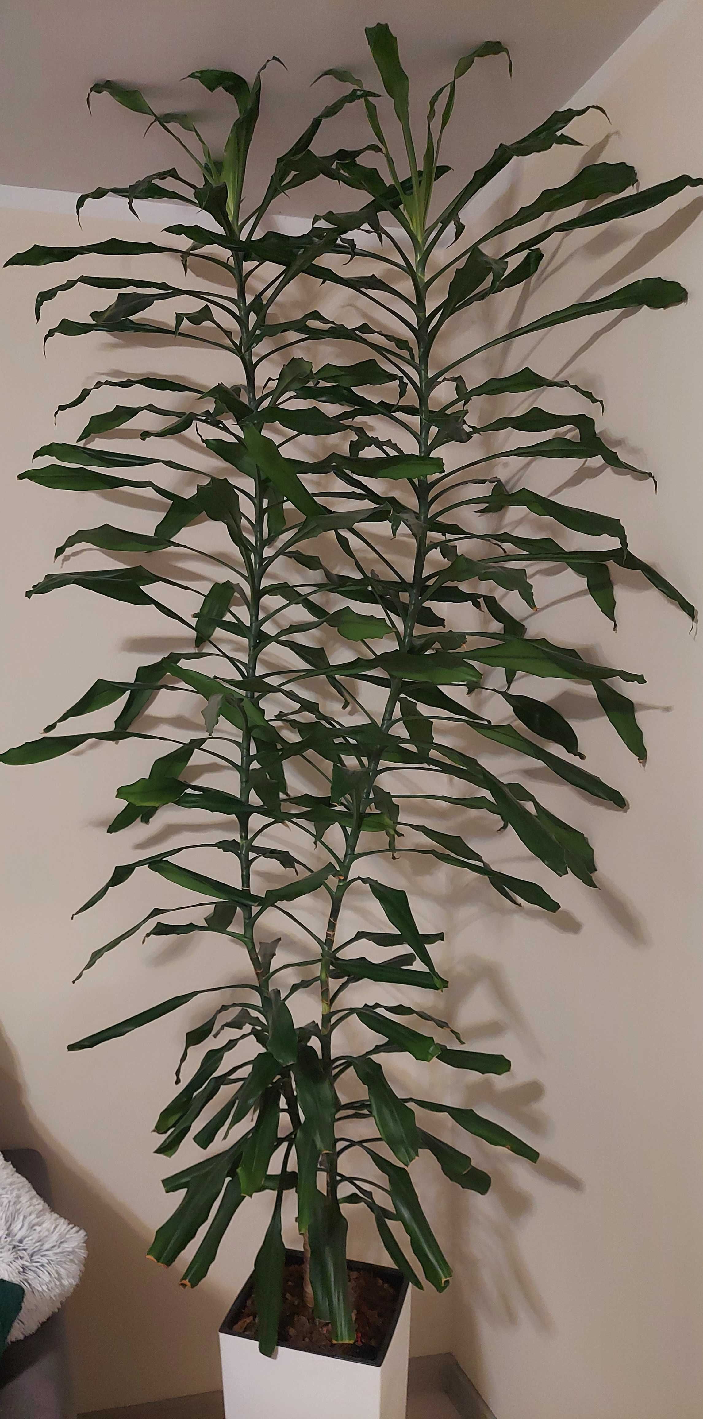 Dracena wonna duża