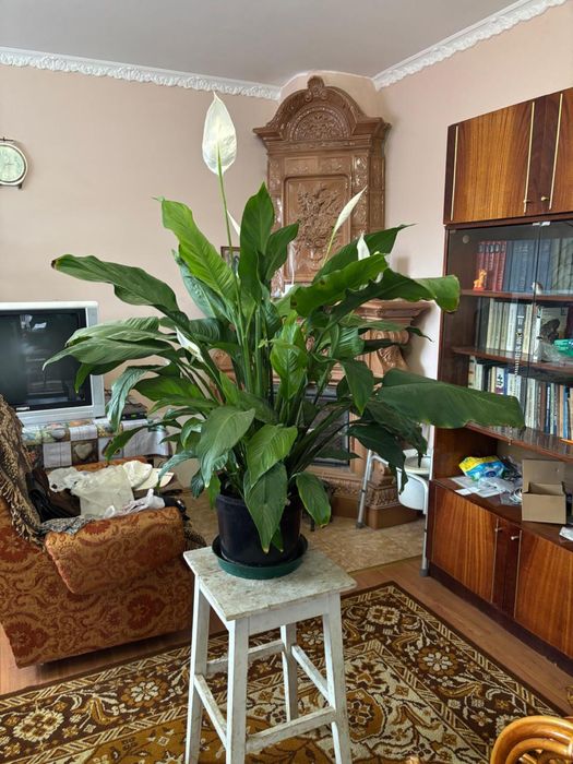 Продаю вазони для дому і офісу