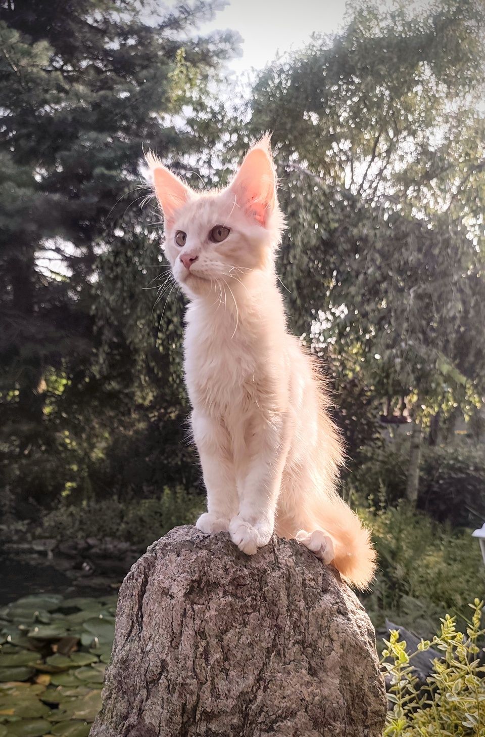 Duży Maine Coon PARYS