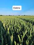 Sprzedam pszenicę Elektra, Bilanz, Banatus !!!