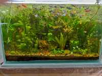 Продам аквариумные растения в ассортименте эхинодорусы, длиностебелька