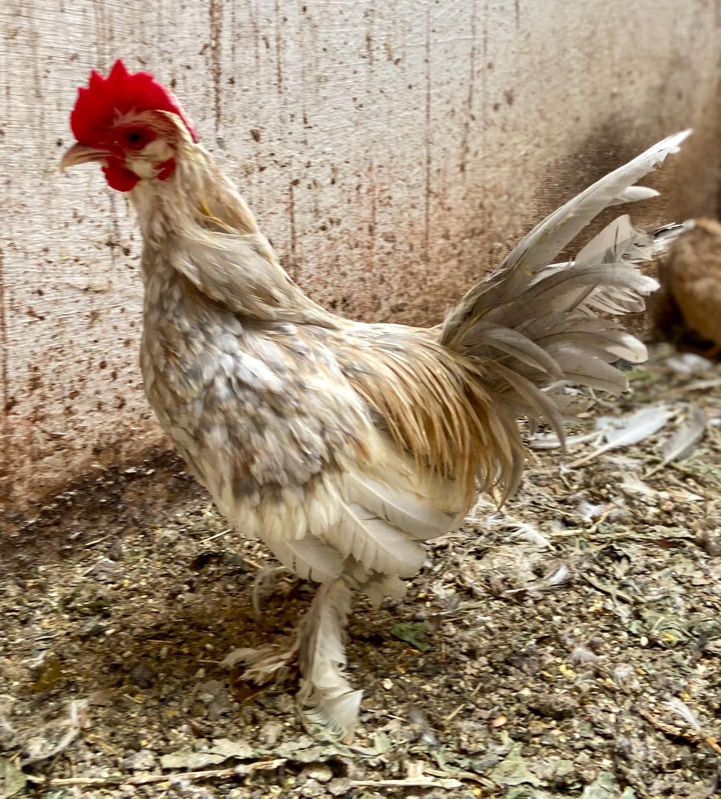 Macho barbu d'uccle