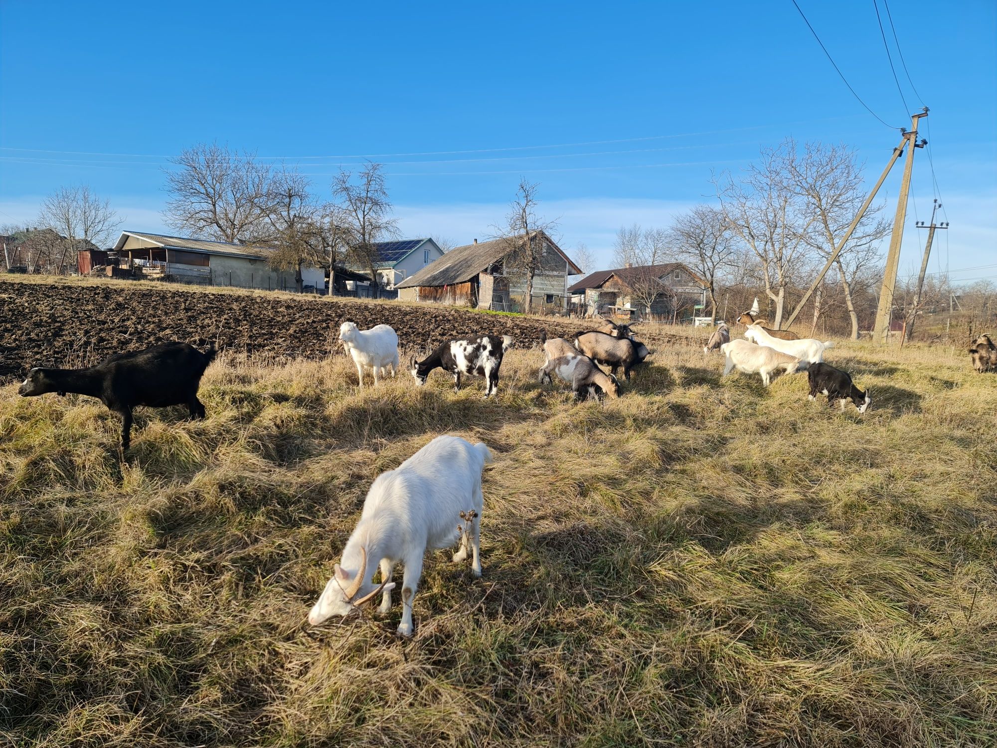 Продам козу | Продаються кози