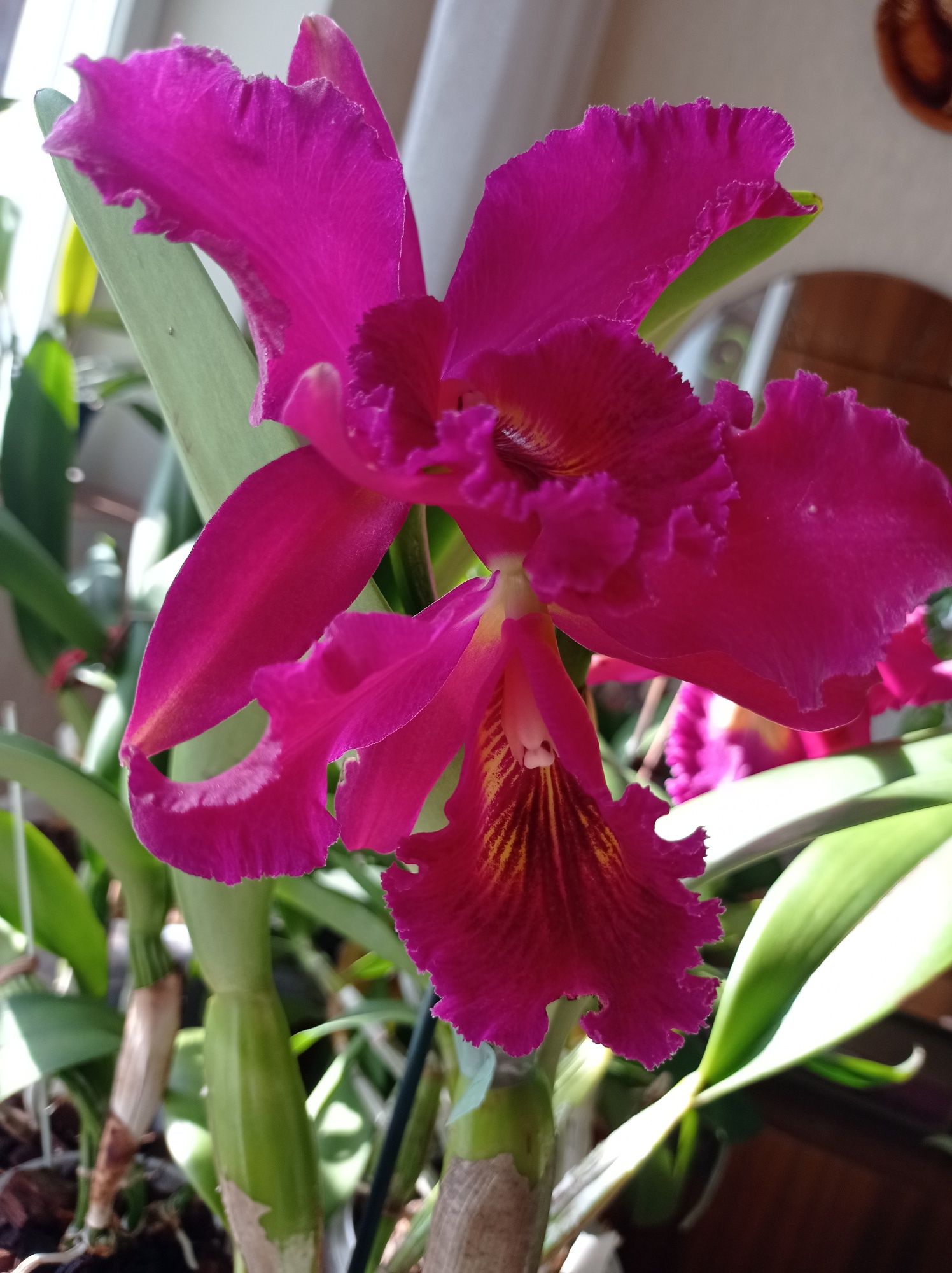 Орхидея, Катлея сейчас цветет