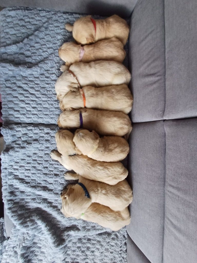 Golden Retriever  suczka