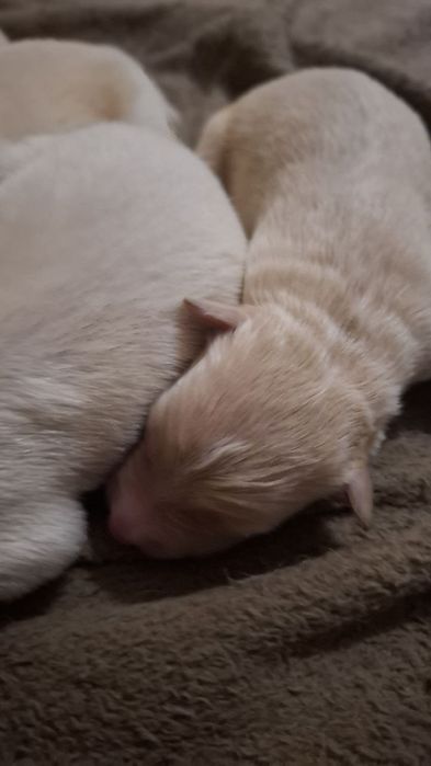 Цуцики золотистого ретривера