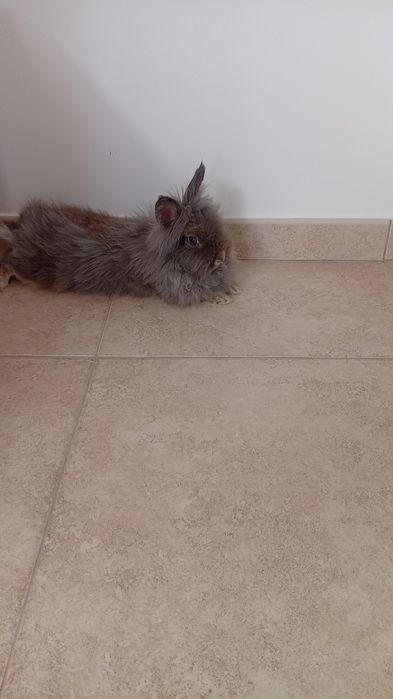 Coelhinhas Angorá e cabeça de Lião com a casinha