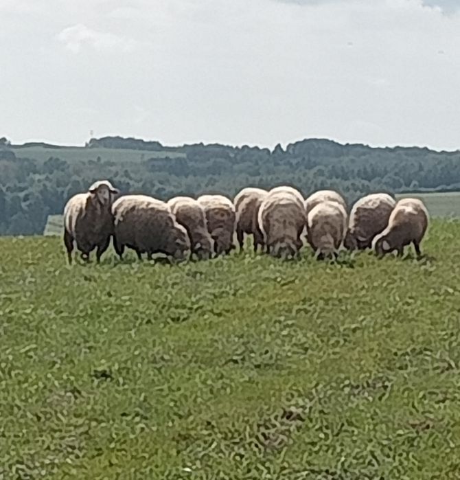 Tryk Merynos/Bergschaf.