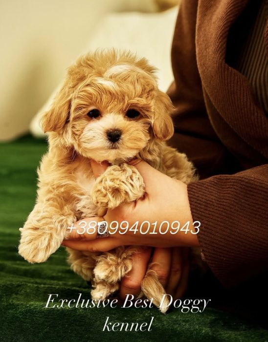 Ексклюзивні малята - цуценята. Мальтіпу ф1.  Темна карамель, брауні