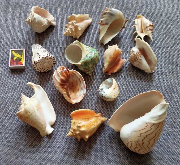 Ракушки 12 штук.