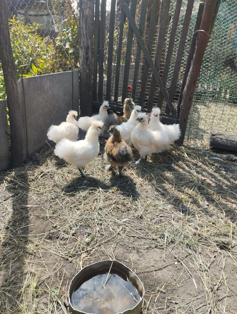 Продам карликові кури пухові