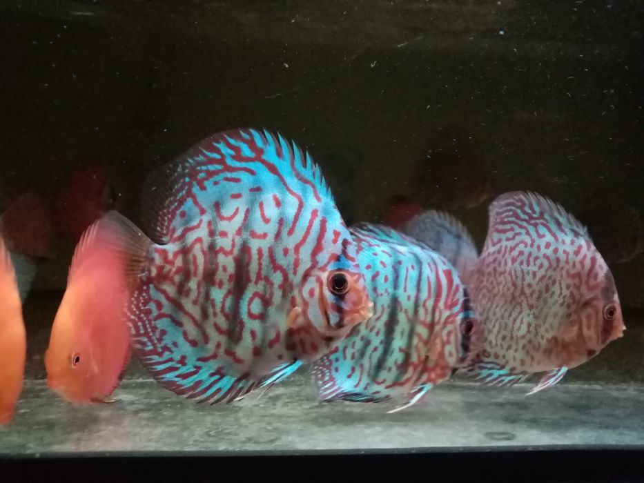 Paletki dyskowce (hodowla)