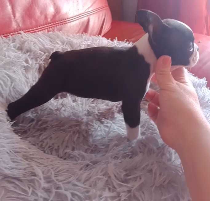 Boston Terrier com LOP, pedigree