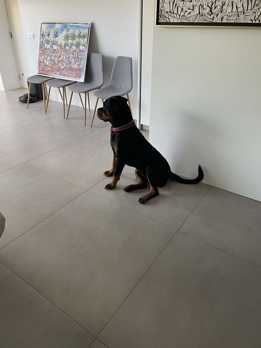 Pet sitting, Dog waling e muito mais :)