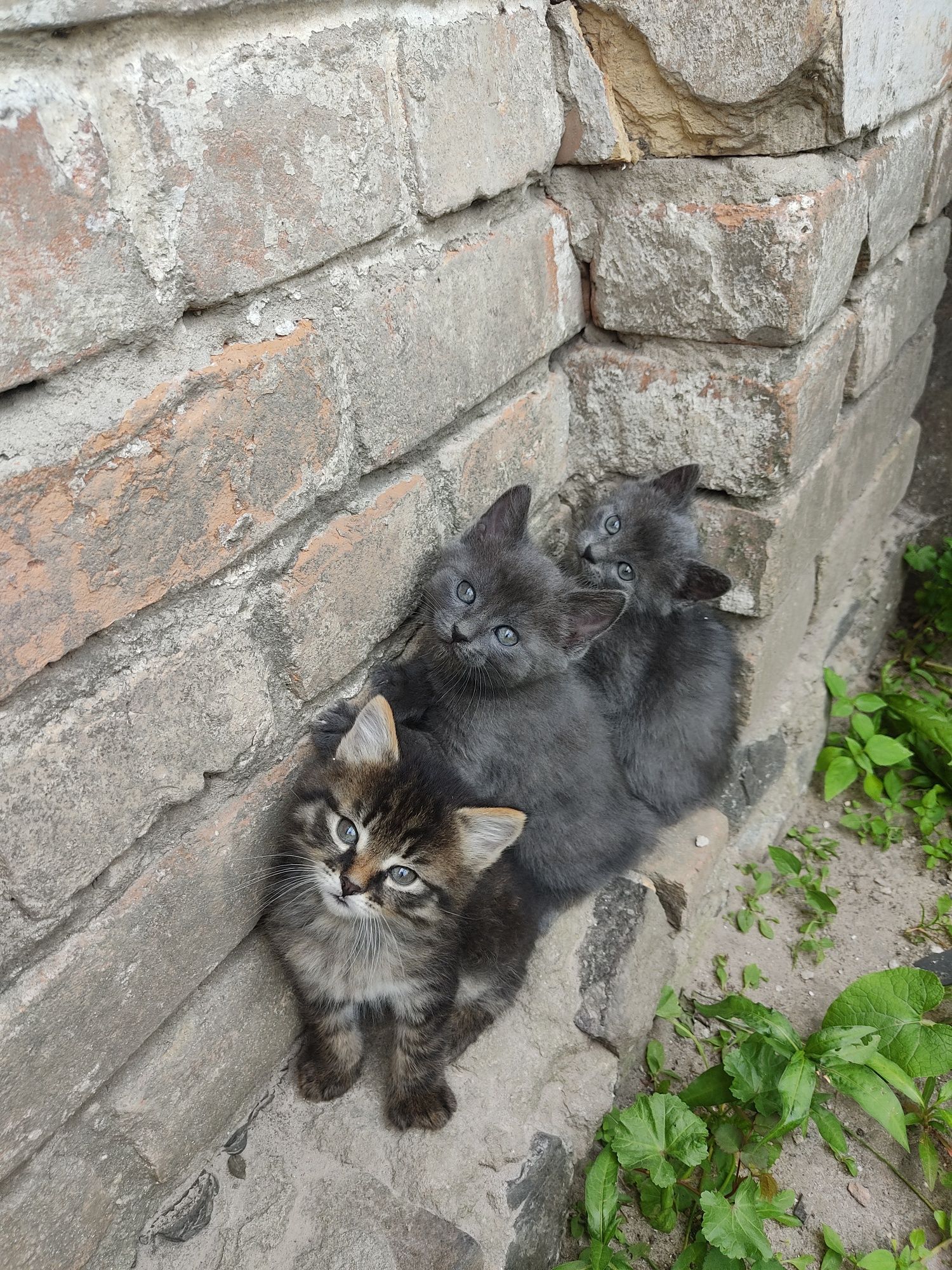 Котики в добрі руки