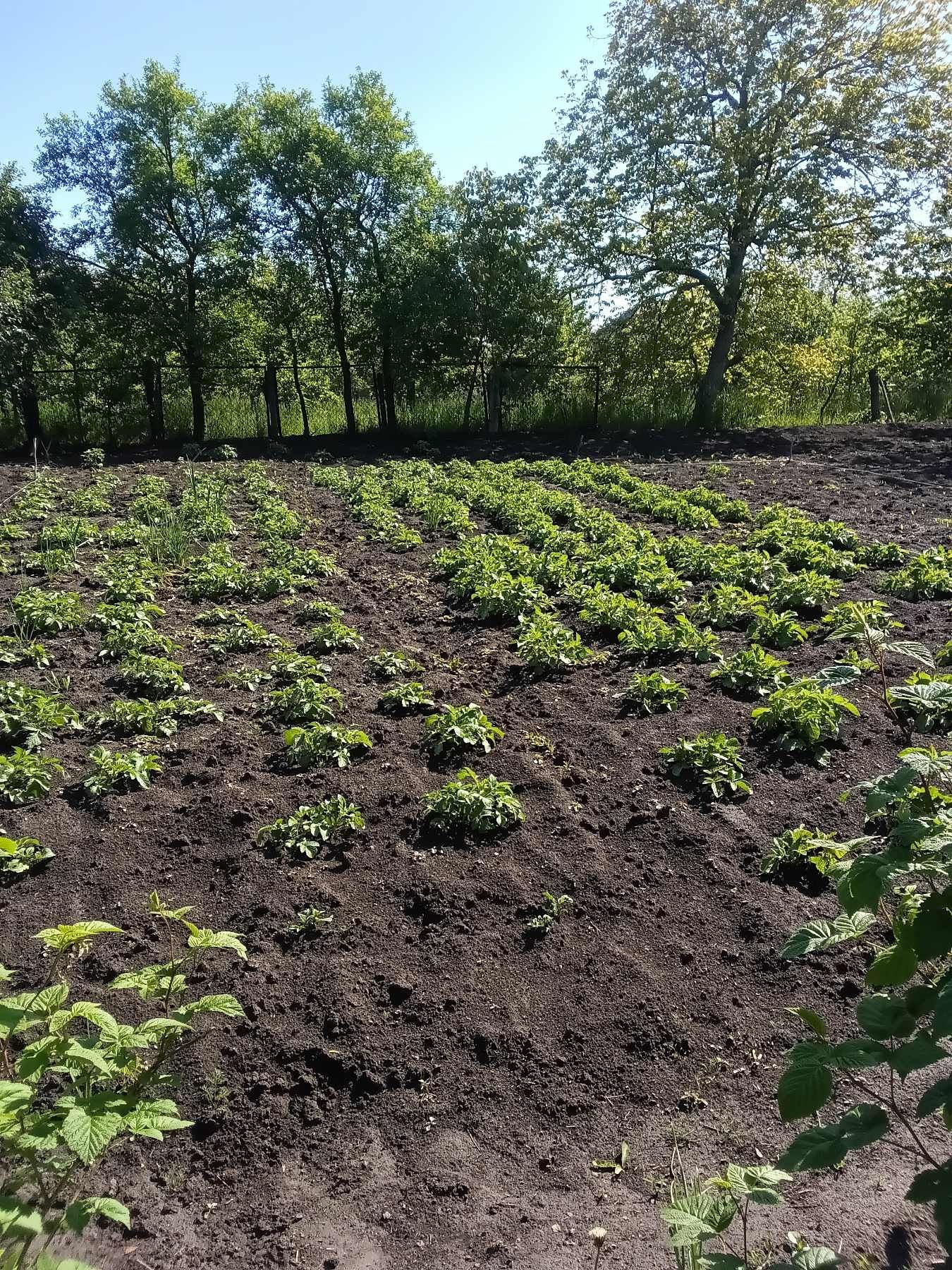 Продам хату в с. Врублівці