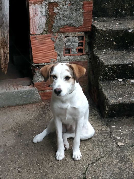 Cadela Arraçada de Podenga, 6 meses, chip esterilizada, tudo em dia