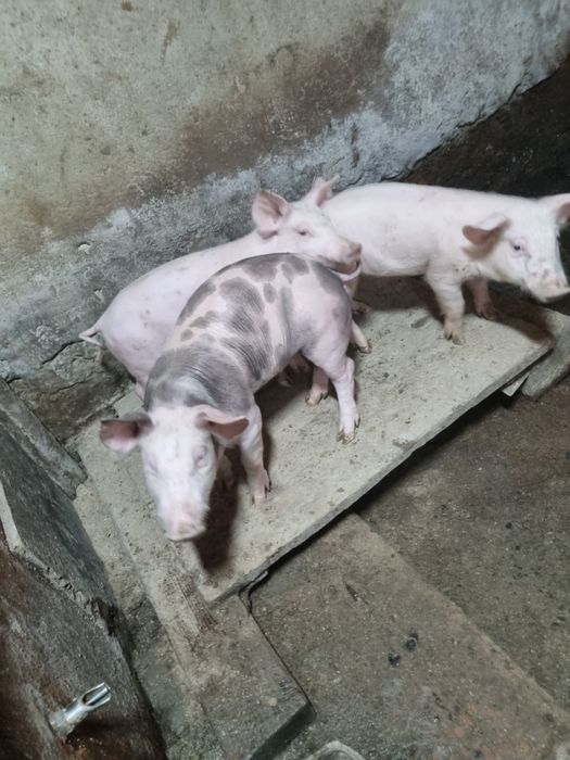 Свині поросята  !!!