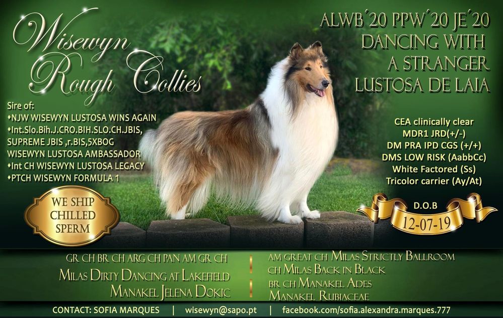 Rough collie macho fulvo testado ADN excelente qualidade