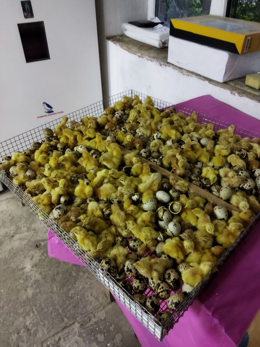 Опт , перепелине яйця