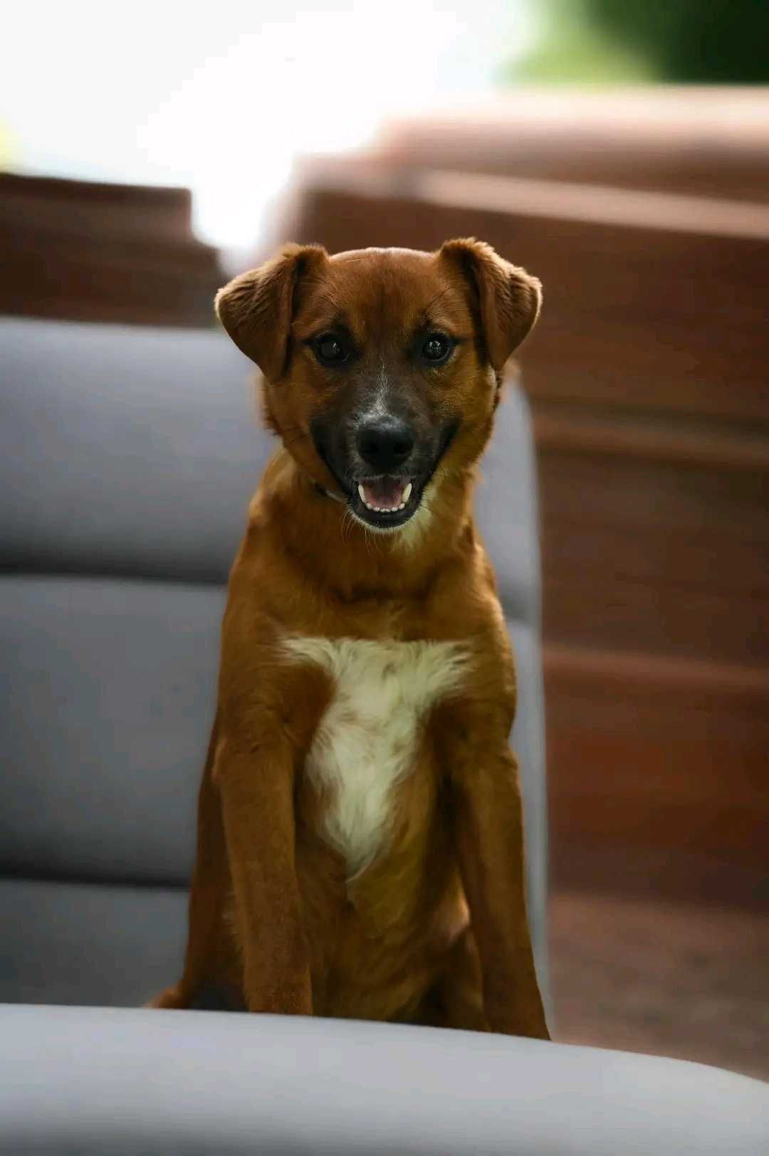 Azor- psiak do adopcji
