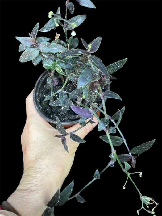 Varias tradescantias