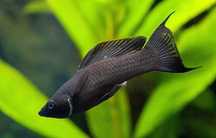 Molly Negra Lira