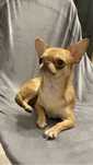 Śliczna chihuahua