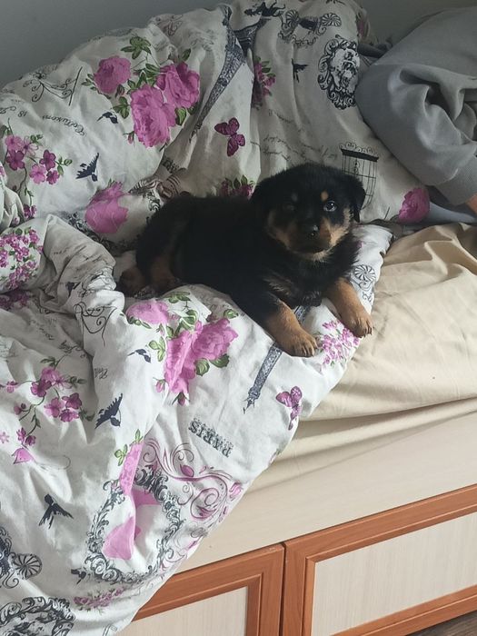 Продаємо собачку ротвейлера