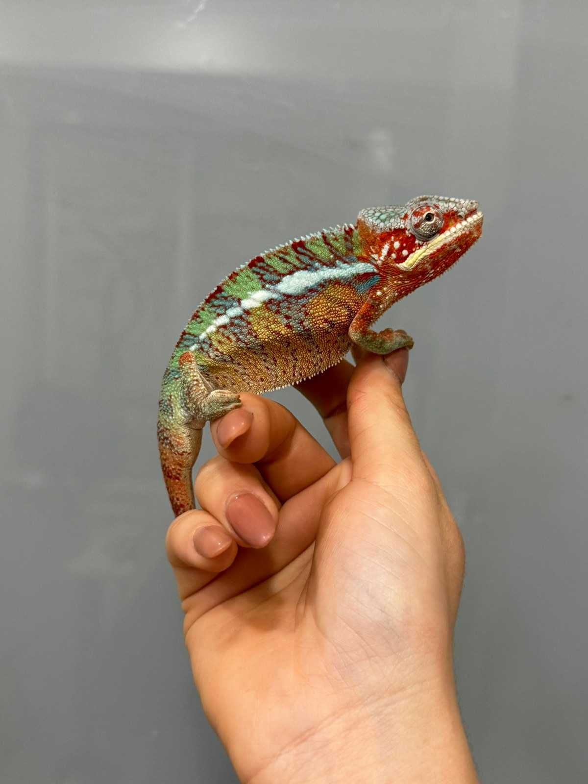 Хамелеон пантеровий (лат. Furcifer pardalis, chamaeleo pardalis)