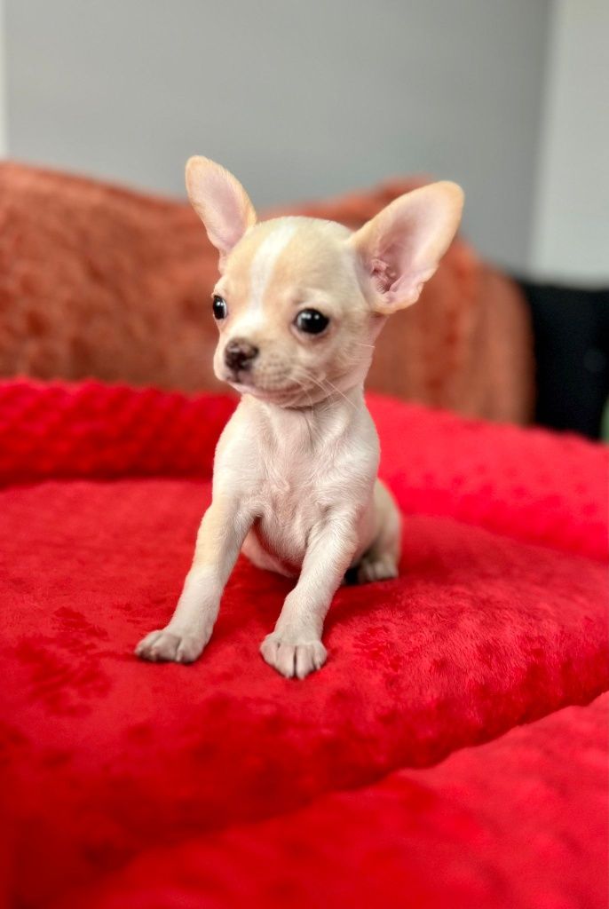 Chihuahua beżowy mini piesek krótkowłosy