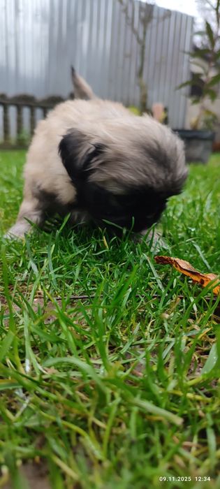 Продам собачки королівського пекінеса