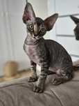 Kocurek Devon Rex