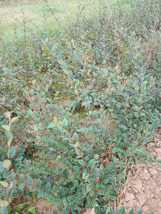 Irga cotoneaster