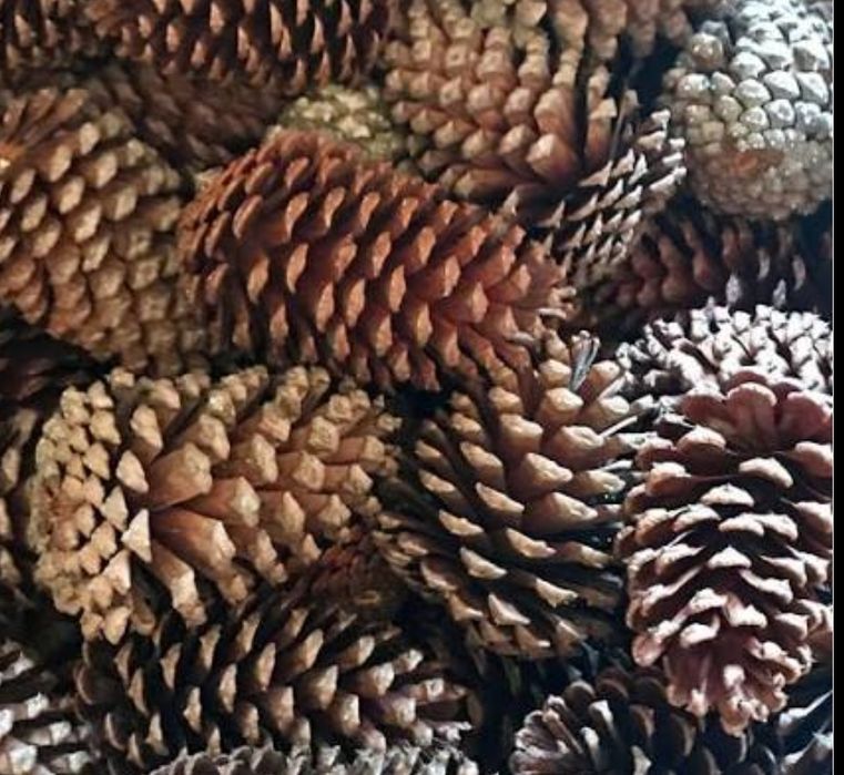 Pinhas...prepare o seu Inverno