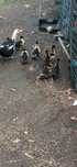 Patos caseiros com 3 semanas