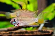 Apistogramma megaptera samiec + 3samice