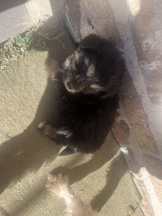 Маленькі друзі,в вашу родину.