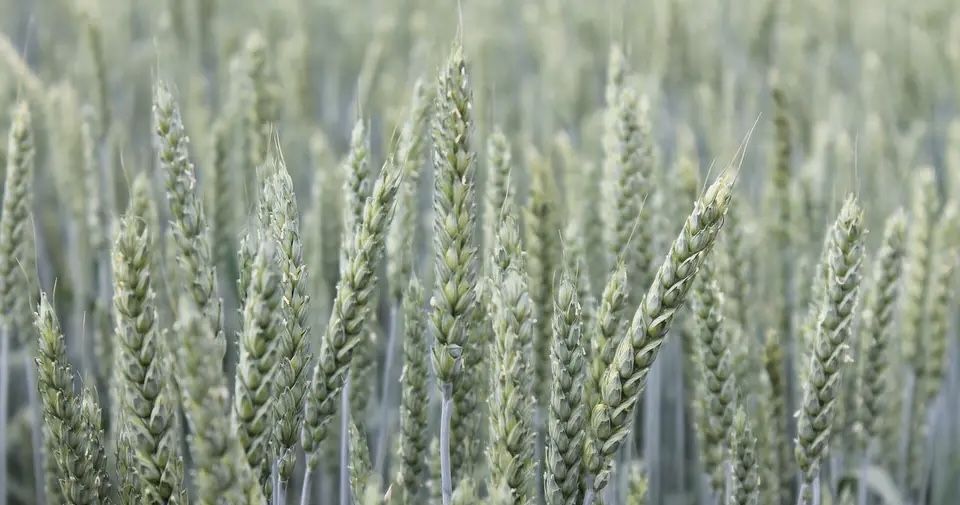 Семена озимой пшеницы