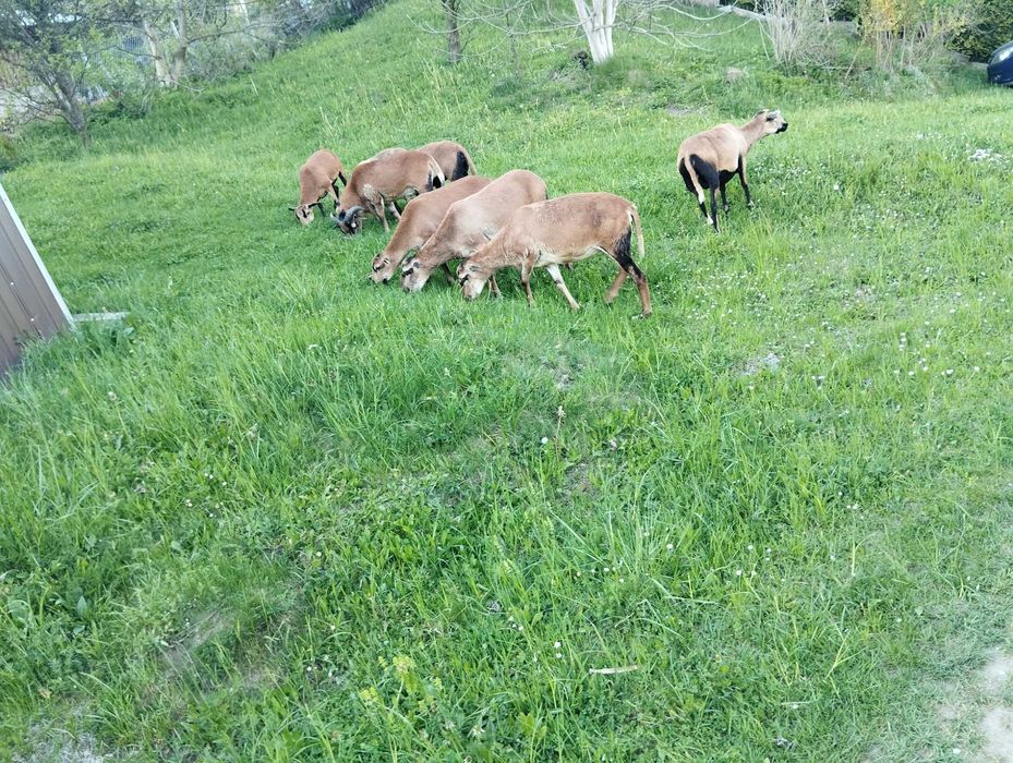 Pilne ! Sprzedam 2 Owce kameruńskie