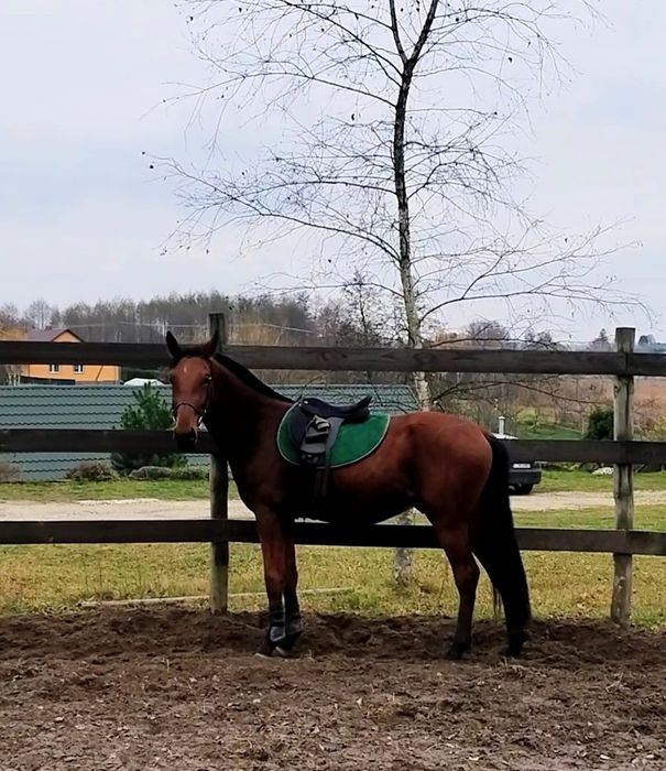 Młody, grzeczny wałach