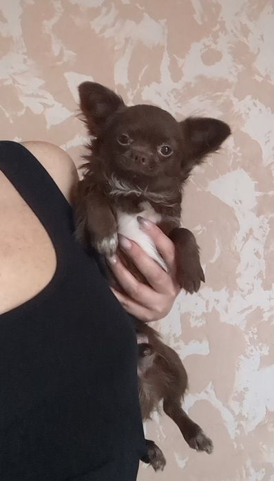 Гарнесенький хлопчик чихуахуа дш