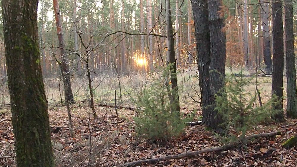 Obiektyw (nalesnik) Panasonic 12-32mm/3,5-5,6 Mega OIS - do MFT/M43