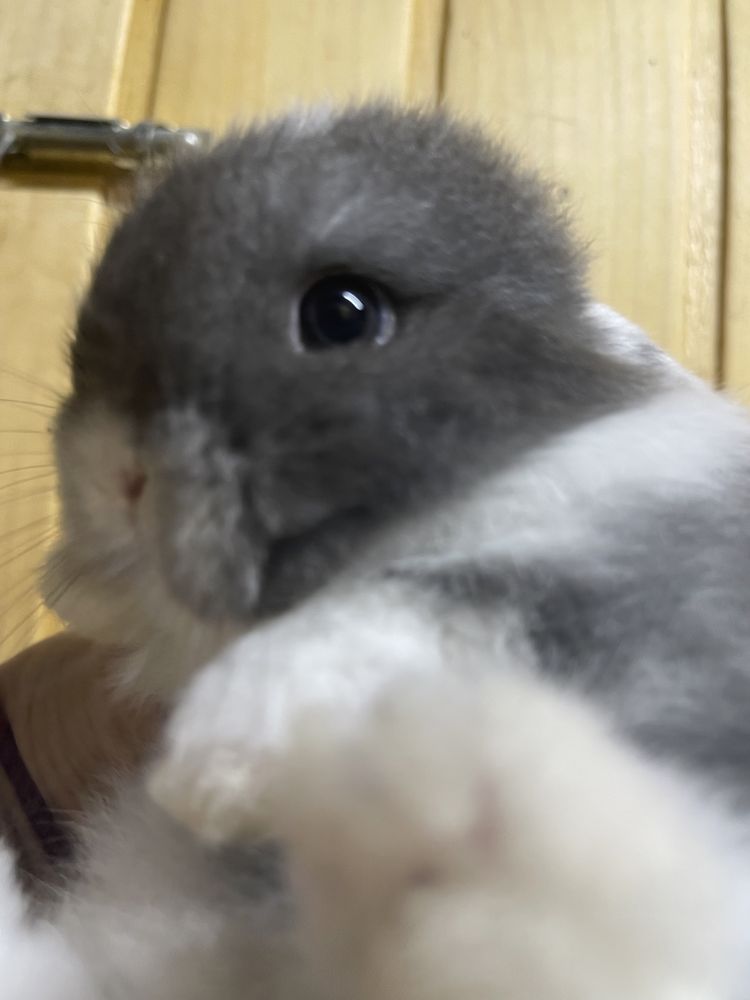 Вислоухий мини кролик в типе Тедди,  нидерландский баранчик