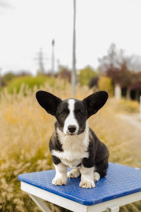 Suczka Welsh Corgi