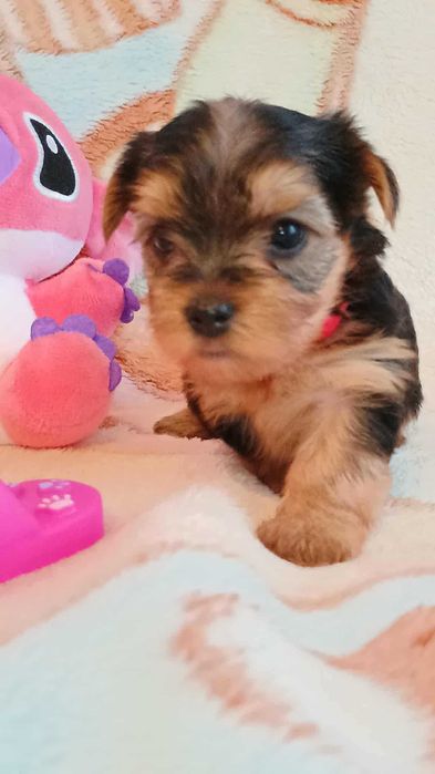 Yorkshire terrier SUCZKA-RODOWÓD