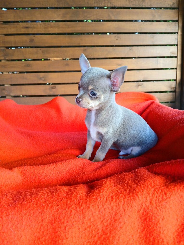 Piesek chihuahua liliowy
